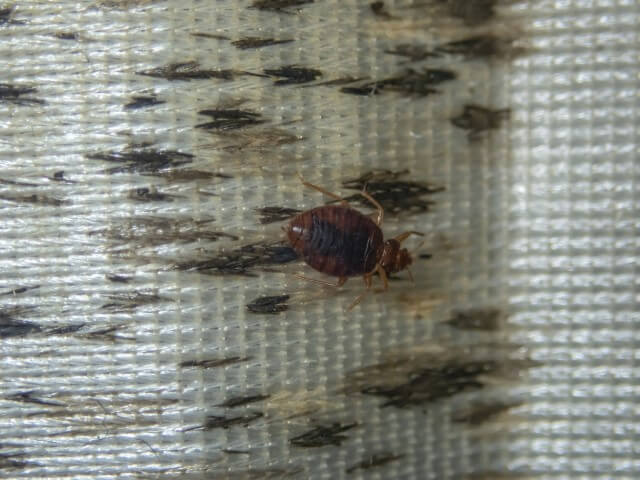 Bed Bug Traps