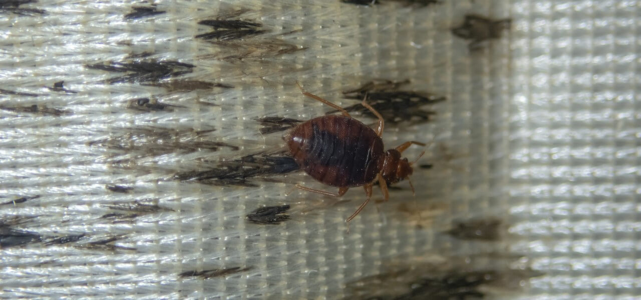 Old Hickory Bed Bugs